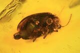 Detailed Fossil Beetle (Coleoptera) In Baltic Amber #105452-1